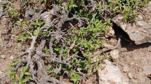 Terminalia pendula, photograph 6