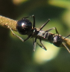 Polyrhachis gagates