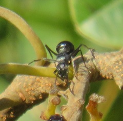 Polyrhachis gagates