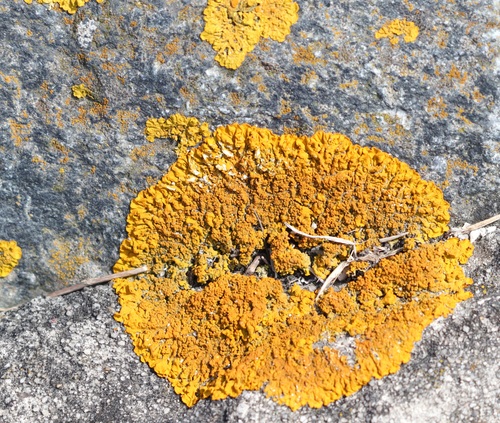 Xanthoria calcicola