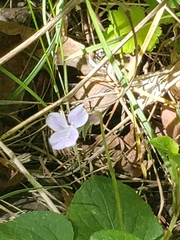 Rostratae