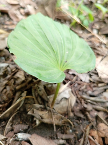 Nervilia bicarinata