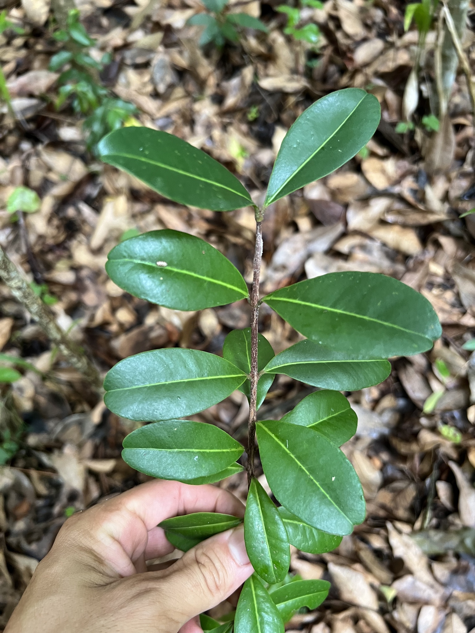 Imagem de Pedra-ume-caá