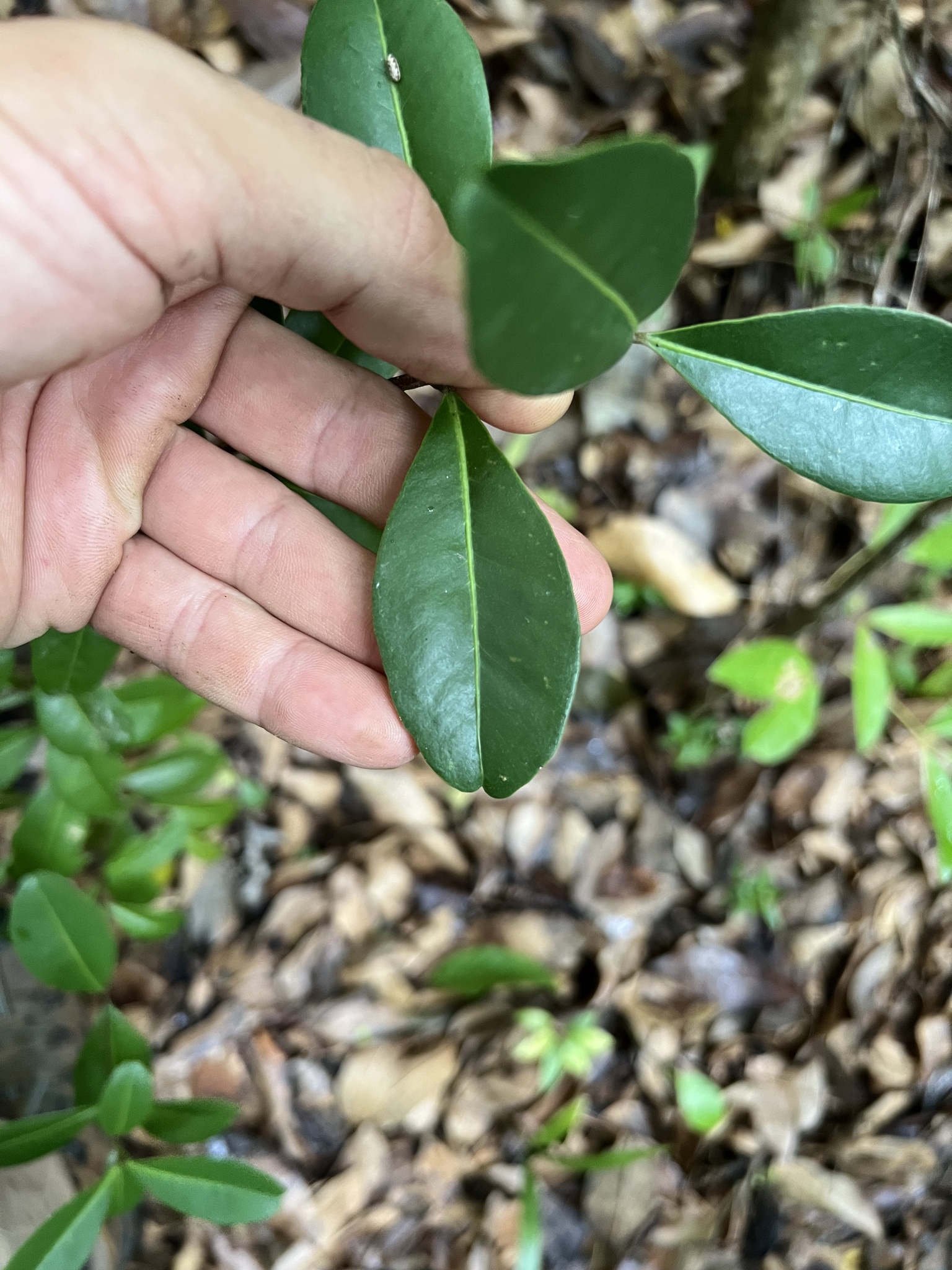 Imagem de Pedra-ume-caá