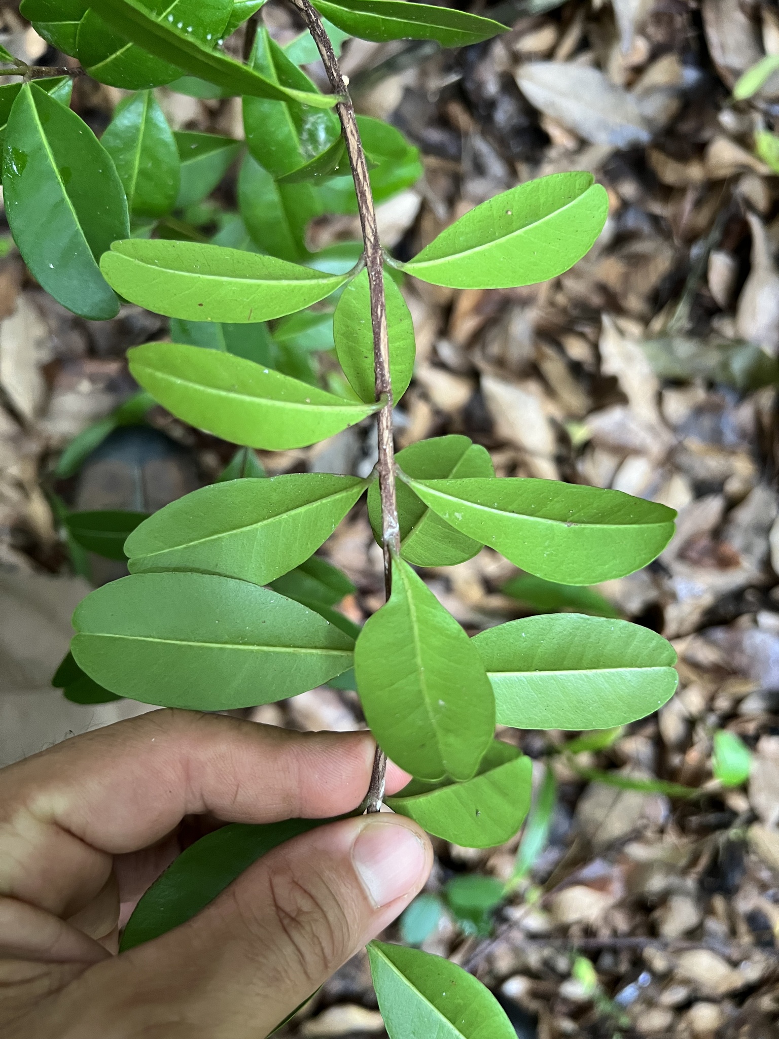 Imagem de Pedra-ume-caá