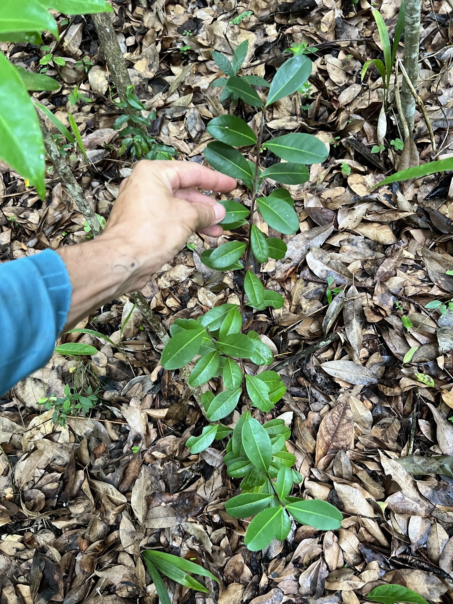 Imagem de Pedra-ume-caá
