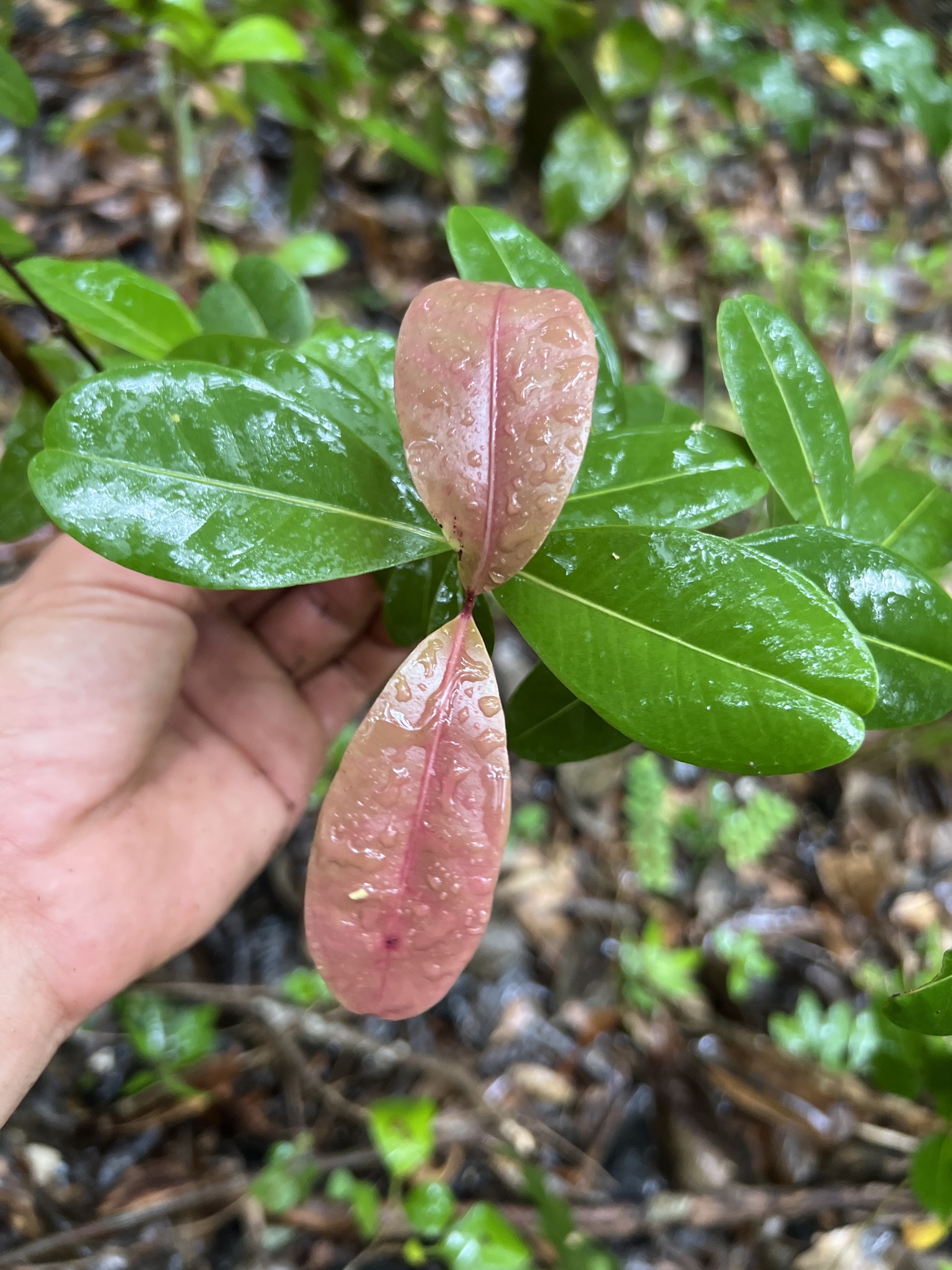Imagem de Pedra-ume-caá