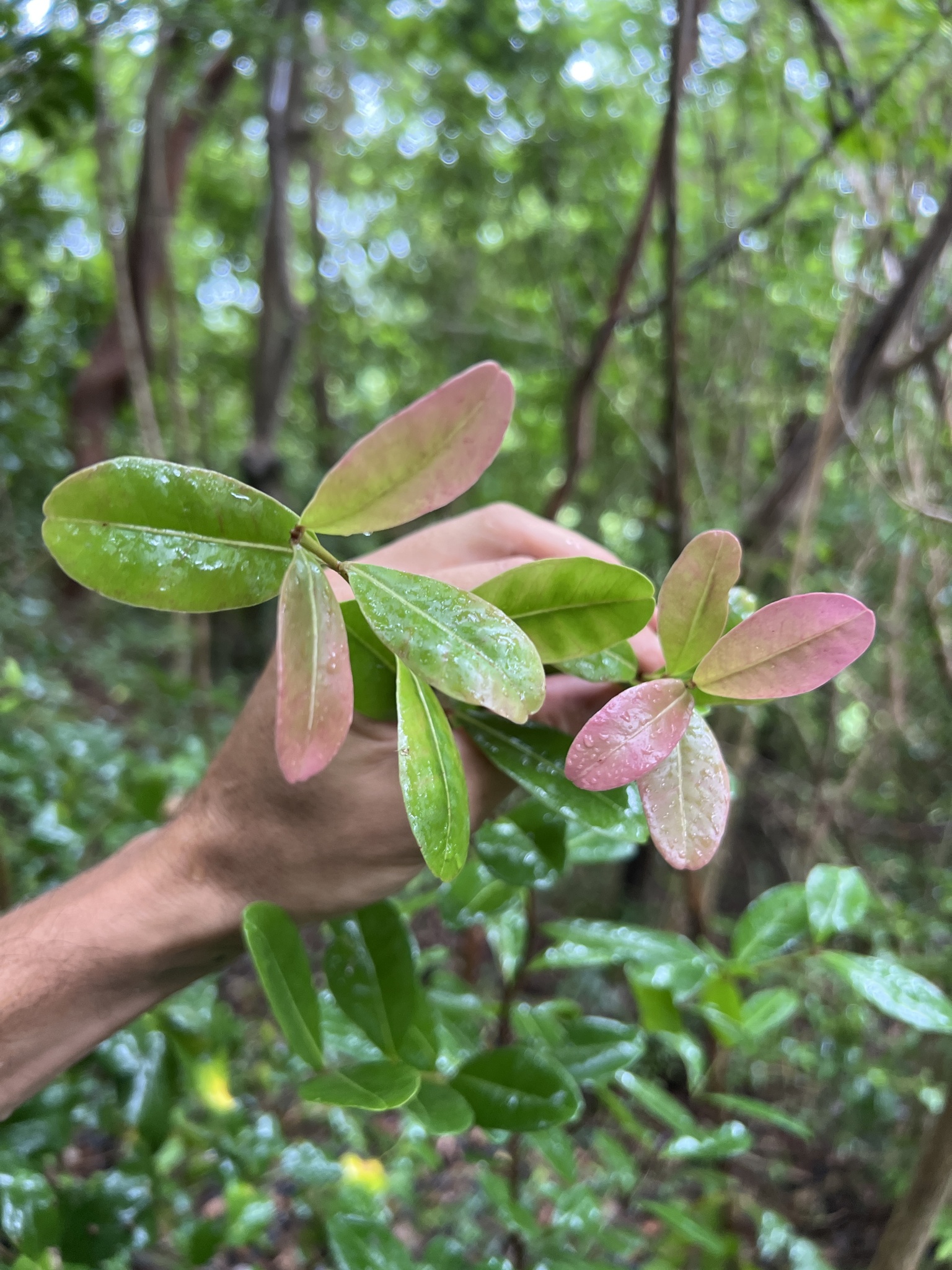 Imagem de Pedra-ume-caá