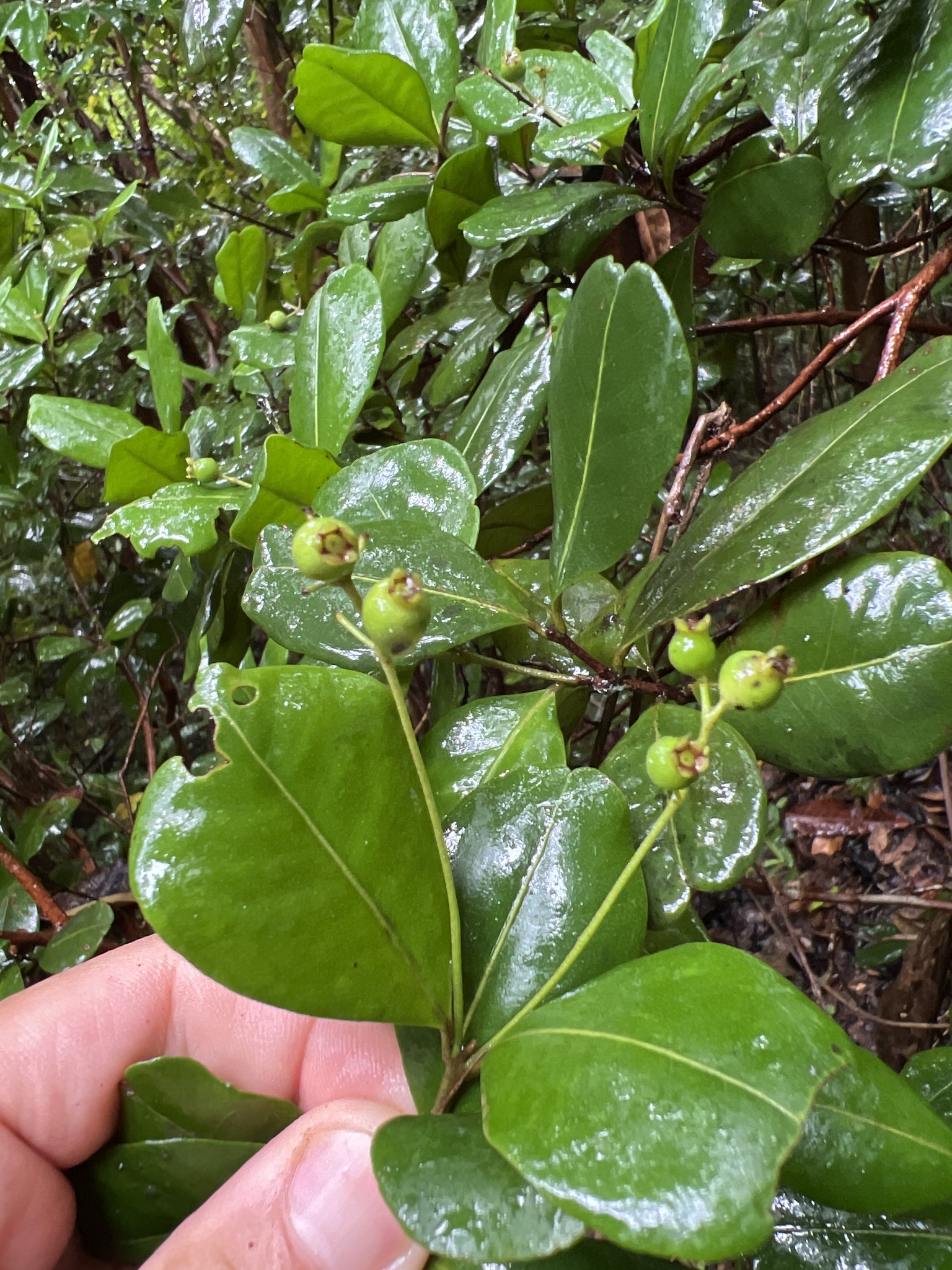 Imagem de Pedra-ume-caá