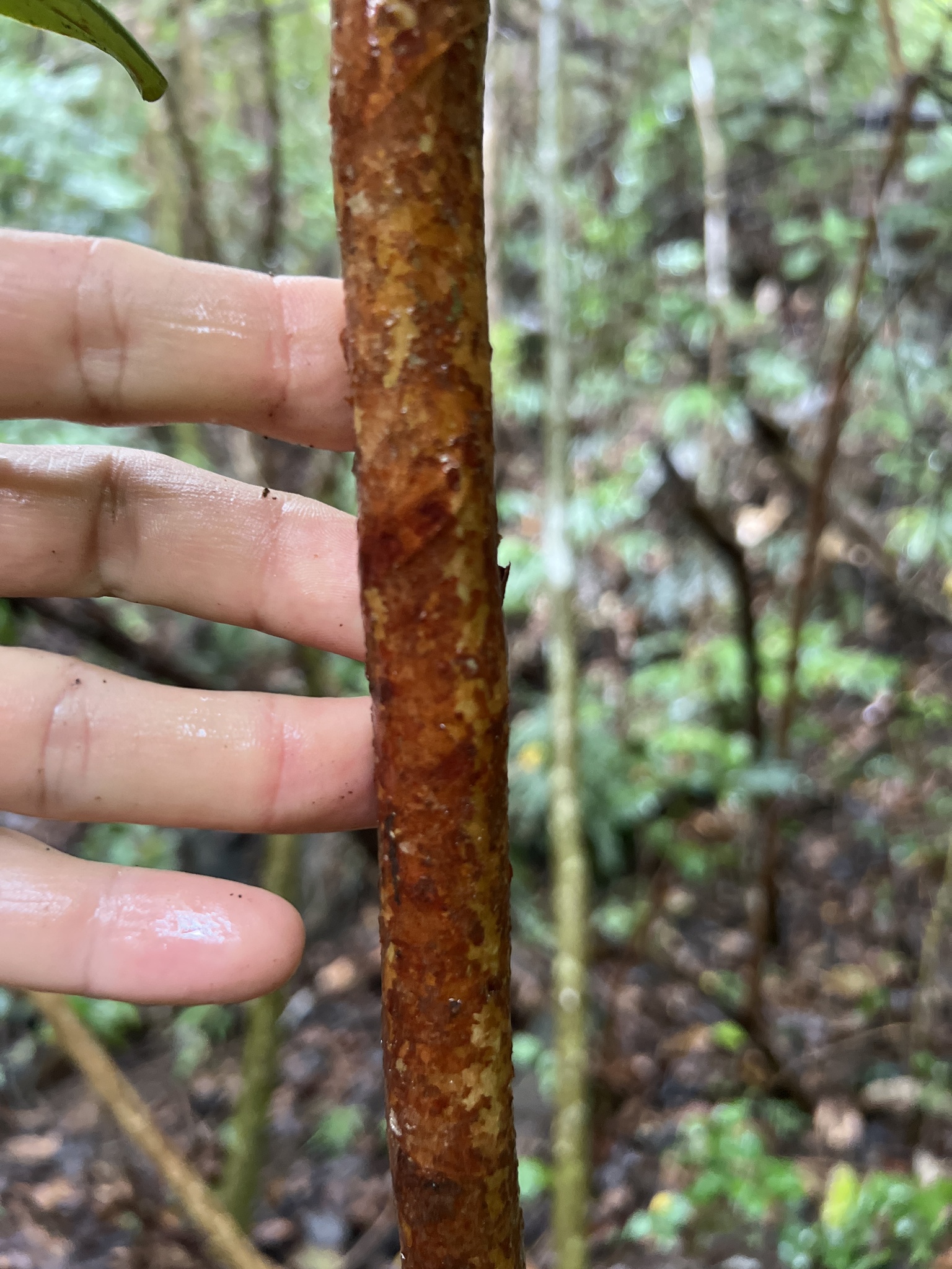 Imagem de Pedra-ume-caá
