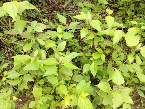 Siam weed