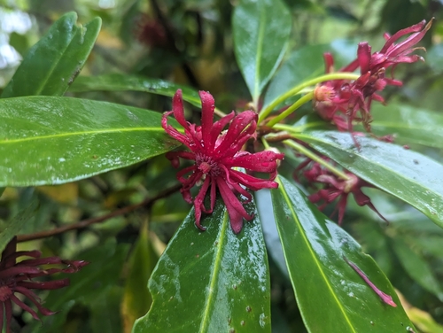 Illicium floridanum