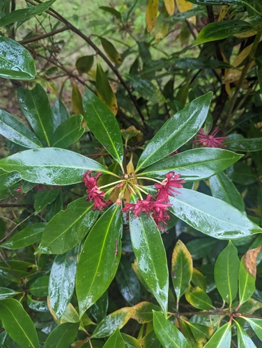 Illicium floridanum