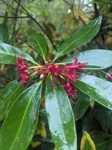 Illicium floridanum