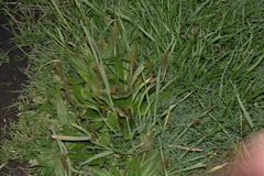 Plantago australis