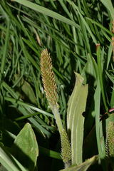 Plantago australis