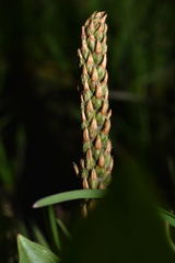 Plantago australis