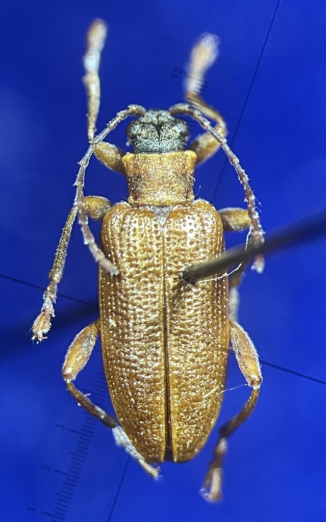 Copper Aquatic Leaf Beetle