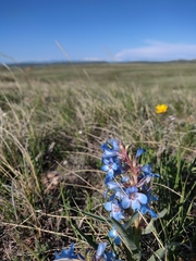 Penstemon angustifolius