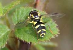 Xanthogramma