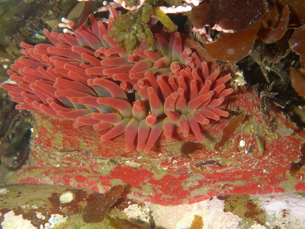Painted Anemone