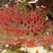 Painted Anemone - Photo (c) Robin Gwen Agarwal, some rights reserved (CC BY-NC), uploaded by Robin Gwen Agarwal