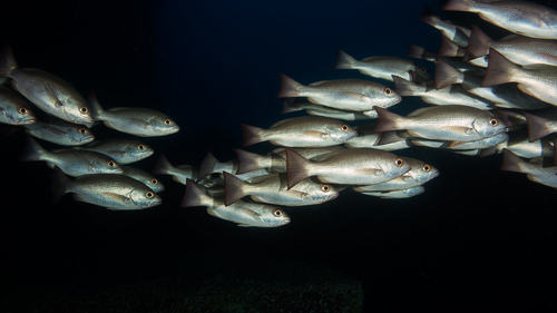 Red snapper