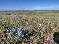 Penstemon angustifolius