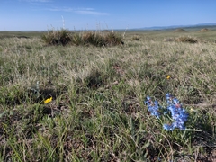 Penstemon angustifolius