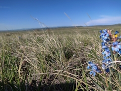 Penstemon angustifolius