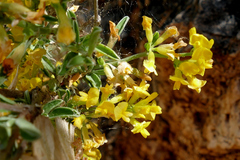 Anthyllis hermanniae hermanniae