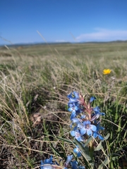 Penstemon angustifolius