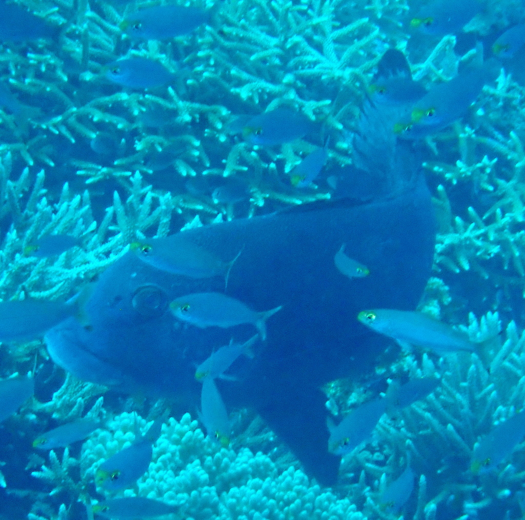 Photo of Whiteline Sweetlips (Plectorhinchus albovittatus)