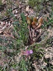 Astragalus shortianus