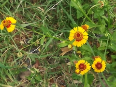 Helenium amphibolum