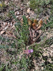 Astragalus shortianus
