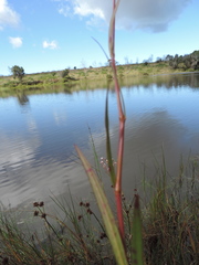 Persicaria strigosa