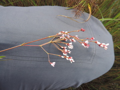 Persicaria strigosa