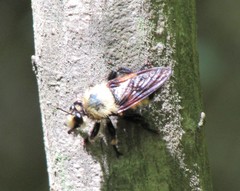 Laphria grossa