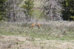 Antigone canadensis tabida