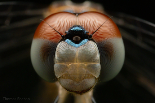 Blue Dasher photographed in Oklahoma