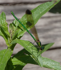 Calopteryx dimidiata