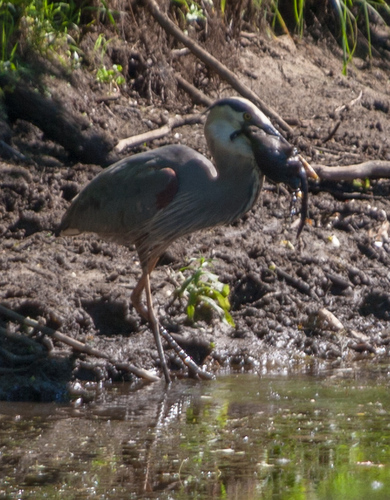 Great Blue Heron photographed in Rhode Island
