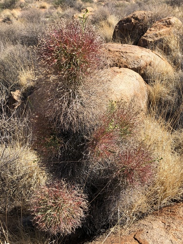 Euphorbia monteiroi ssp. brandbergensis