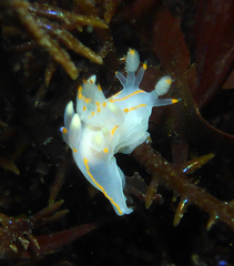 Ancula gibbosa