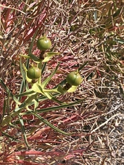 Euphorbia monteiroi subsp. brandbergensis image