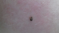 Lignyodes enucleator