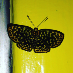 Symmachia