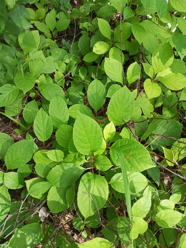 Schisandra chinensis iNat (3)