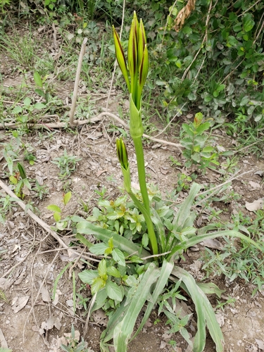 Crinum ornatum
